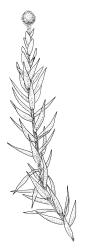Tetraphidopsis pusilla, shoot bearing gemmae. Drawn from B.H. Macmillan 89/205, CHR 456443.
 Image: R.C. Wagstaff © Landcare Research 2018 